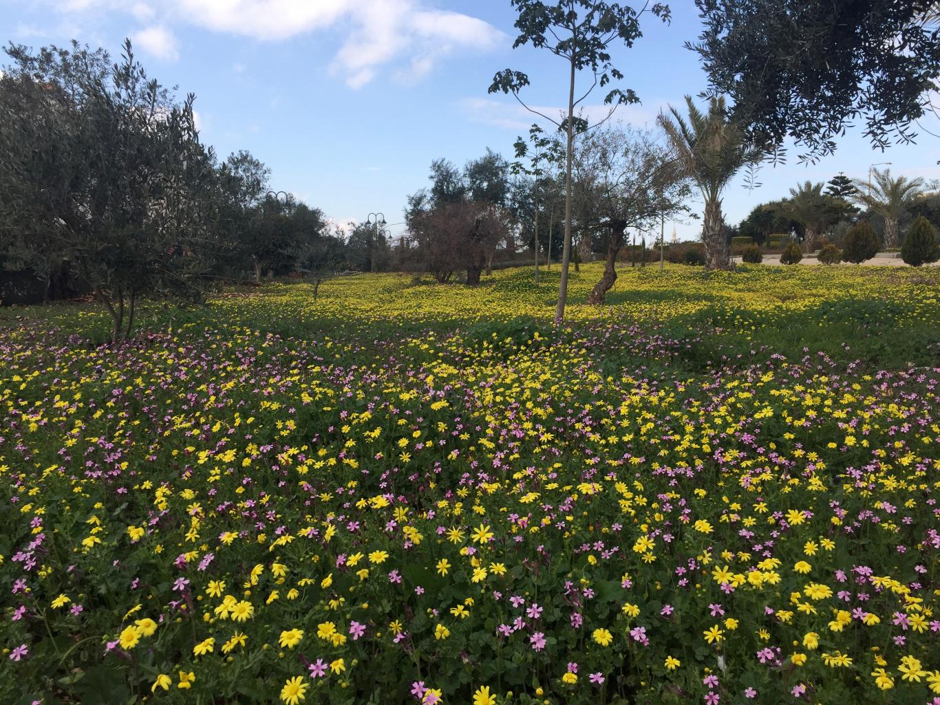 Spring flowers at the university - stunning nature