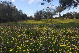 Spring flowers at the university - stunning nature